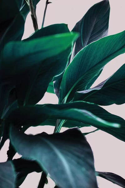 Pineapples: Leaves IV by Mareike Böhmer