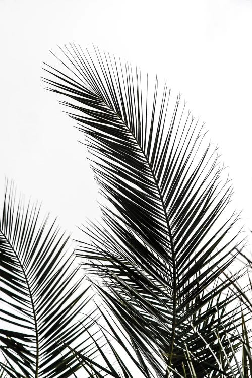 Palm Leaves I