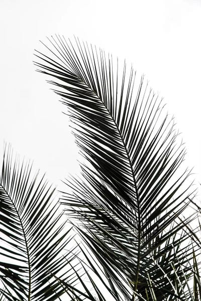 Mareike Böhmer: Palm Leaves I by Mareike Böhmer
