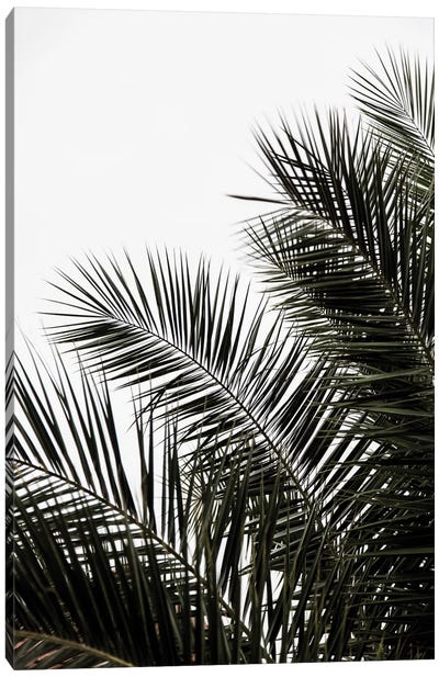 Palm Leaves III Canvas Art Print - Tropical Leaf Art