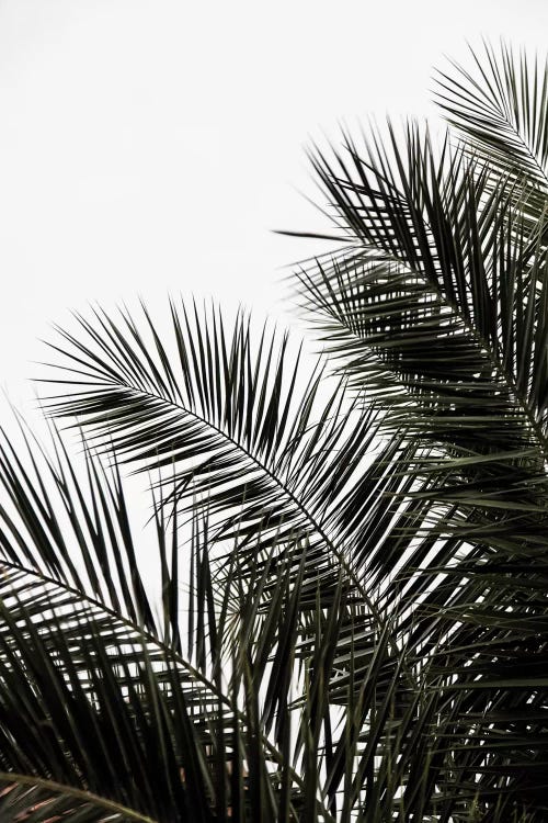 Palm Leaves III by Mareike Böhmer wall art