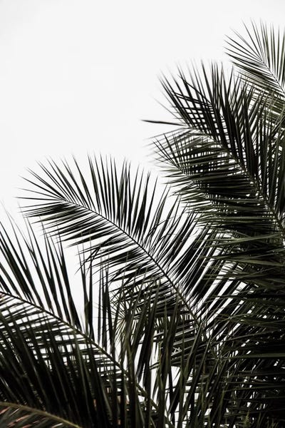 Palm Leaves III