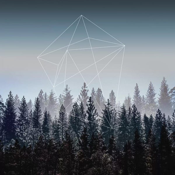 Evergreen Trees: Woods I by Mareike Böhmer