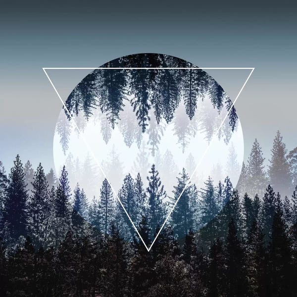 Evergreen Trees: Woods IV by Mareike Böhmer