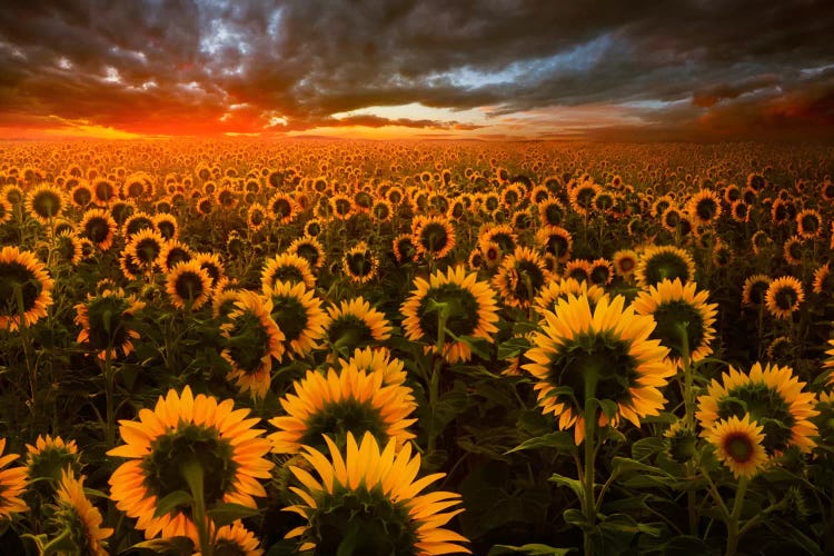 Echoes Of Light by Adrian Borda wall art