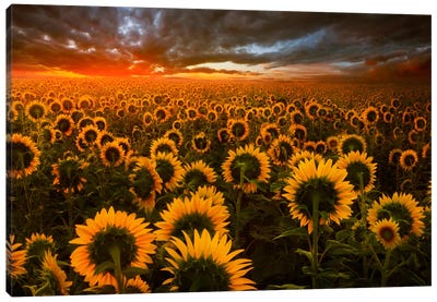 Echoes Of Light Canvas Art Print - Sunflower Art