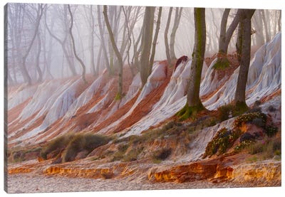 Enchanted Forest Canvas Art Print - Adrian Borda