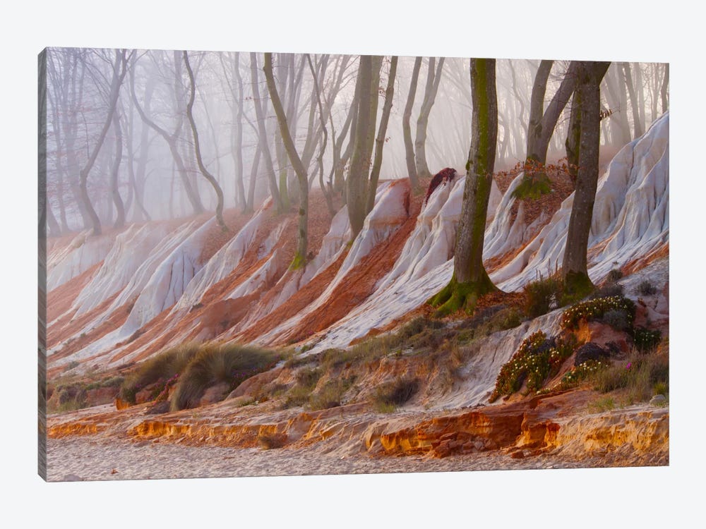 Enchanted Forest by Adrian Borda 1-piece Canvas Art Print