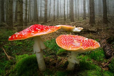 Gnome Portals by Adrian Borda framed canvas print
