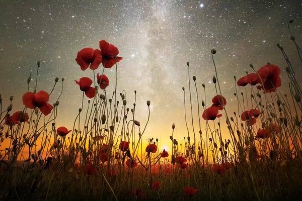 Large Photography - Canvas Prints: Moonrise Kingdom I by Adrian Borda