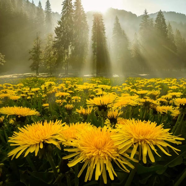 Gardens & Floral Landscapes: Morning Glory II by Adrian Borda