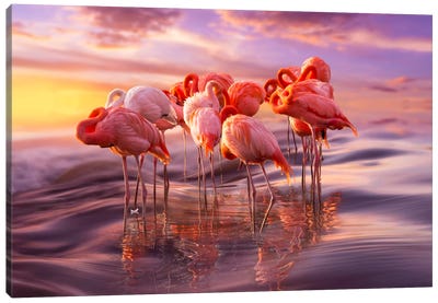 Siesta Canvas Art Print - Flamingo Art