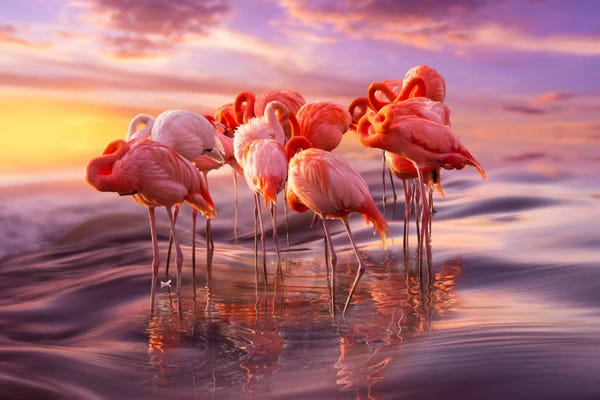 Flamingos: Siesta by Adrian Borda