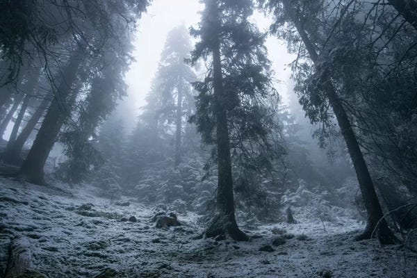 Evergreen Trees: The First Snow by Adrian Borda