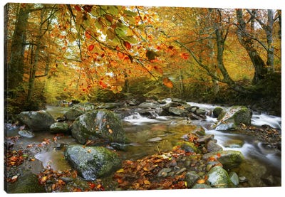 The Rusty River Canvas Art Print - Autumn Art