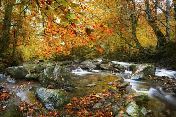 Adrian Borda: The Rusty River by Adrian Borda