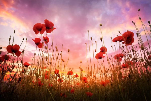 Gardens & Floral Landscapes: As Above So Below by Adrian Borda
