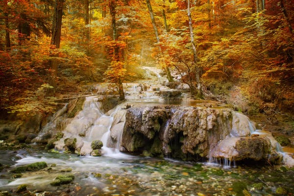 Wilderness: Autumn Mood by Adrian Borda