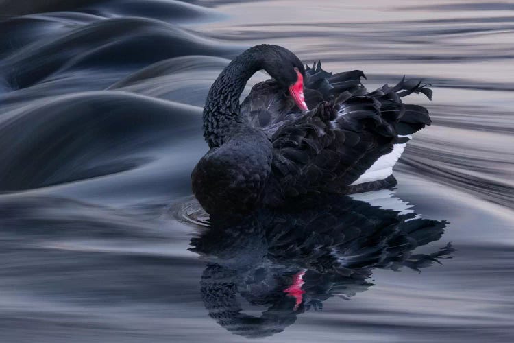 Black Swan Dune