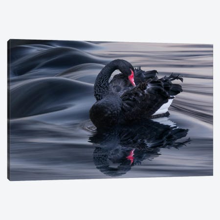 Black Swan Dune Canvas Print #BOR9} by Adrian Borda Canvas Art