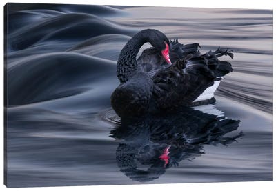 Black Swan Dune Canvas Art Print - Swan Art