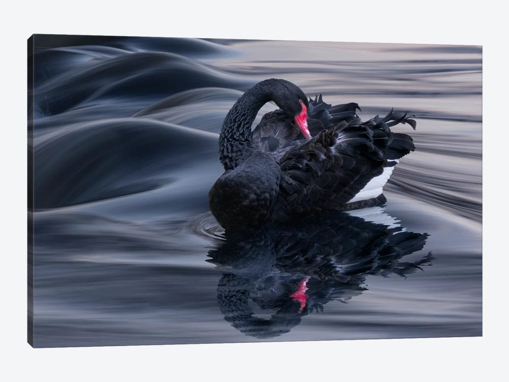 Black Swan Dune by Adrian Borda 1-piece Canvas Artwork