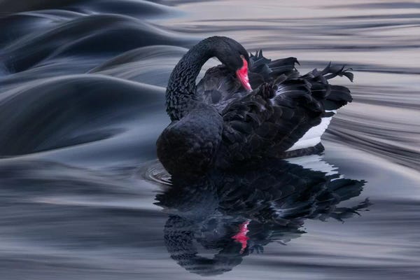 Swans: Black Swan Dune by Adrian Borda