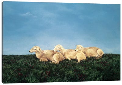 Counting Sheep Canvas Art Print - Sandra Bottinelli