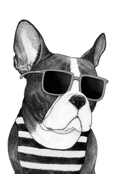 Frenchie - Summer Style In B&W by Barruf metal wall art