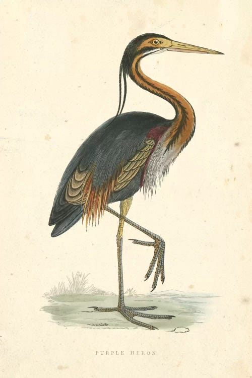 Vintage Purple Heron 