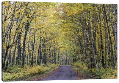 Forest Path In Autumn, Jacques-Cartier National Park, Province Quebec, Canada, October Canvas Art Print