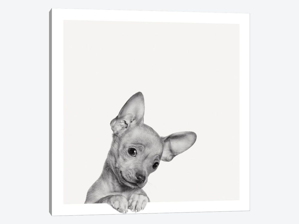 Sweet Chihuahua 1-piece Canvas Print