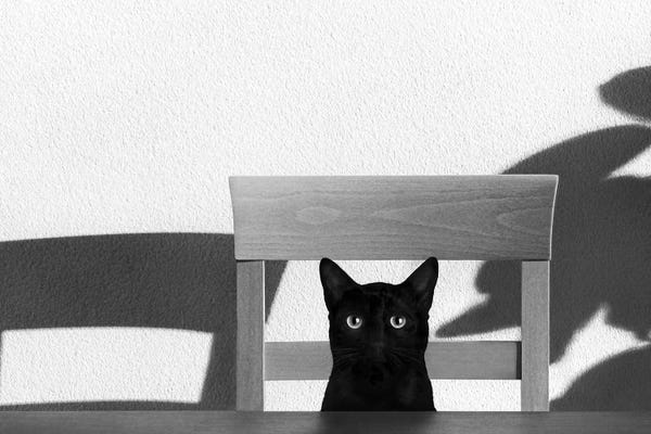 Black Cats: Where Is My Coffee? by Jon Bertelli