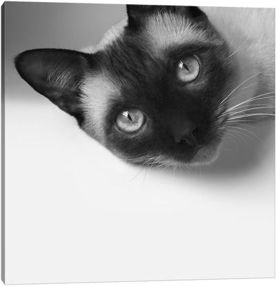Hey! Canvas Art Print - Animal & Pet Photography