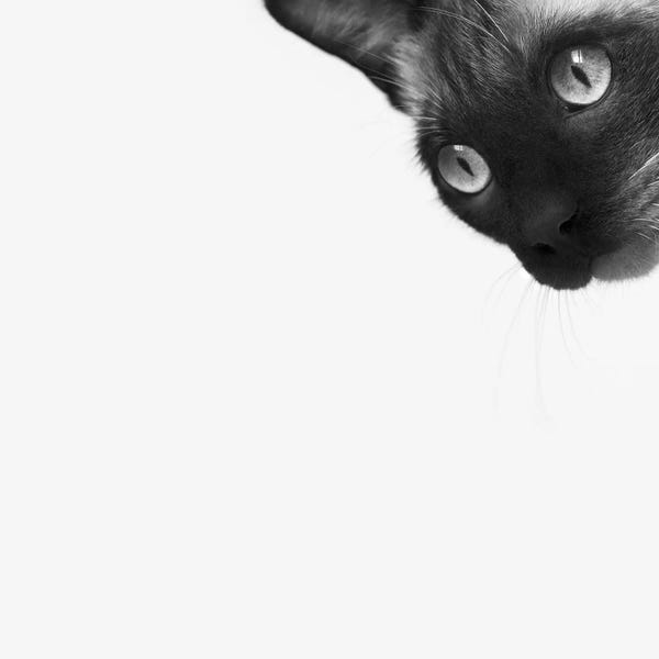 Siamese: Be Brave by Jon Bertelli