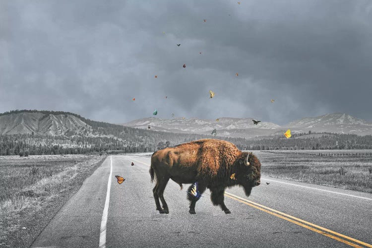 Buffalo Wings by Jason Brueck wall art