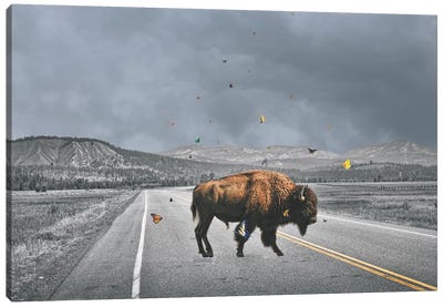 Buffalo Wings Canvas Art Print - Bison & Buffalo Art