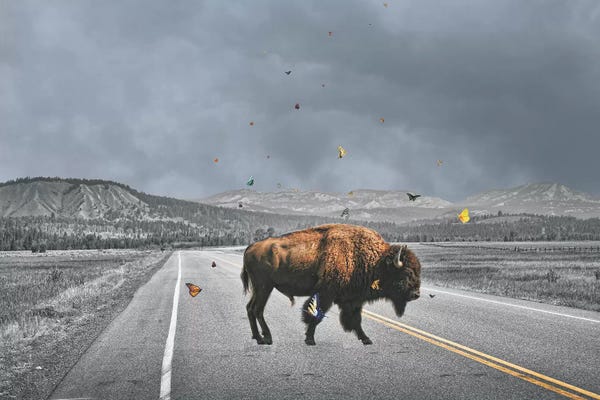 Bison & Buffaloes: Buffalo Wings by Jason Brueck