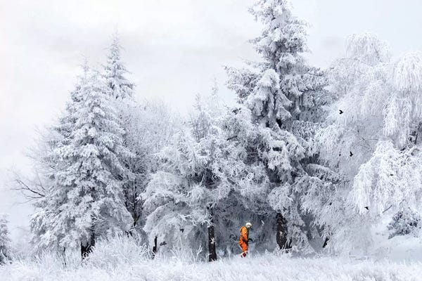 Pine Trees: Spaced Out by Jason Brueck