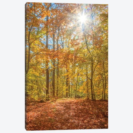 Autumn Forest Canvas Print #BRY2} by Brooke T. Ryan Canvas Art