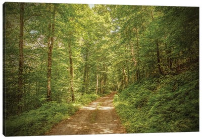 Forest Road Canvas Art Print