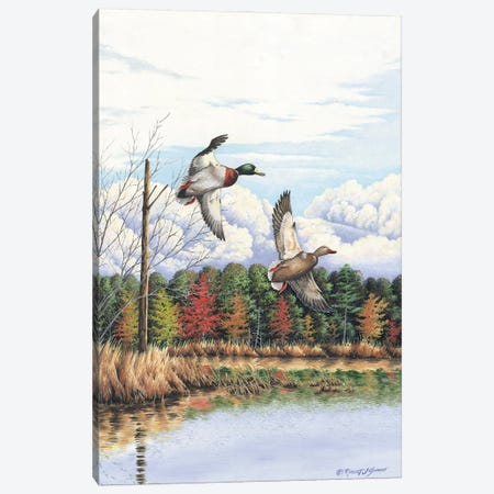 Duck II Canvas Print #BSD5} by Bob Schmidt Canvas Wall Art