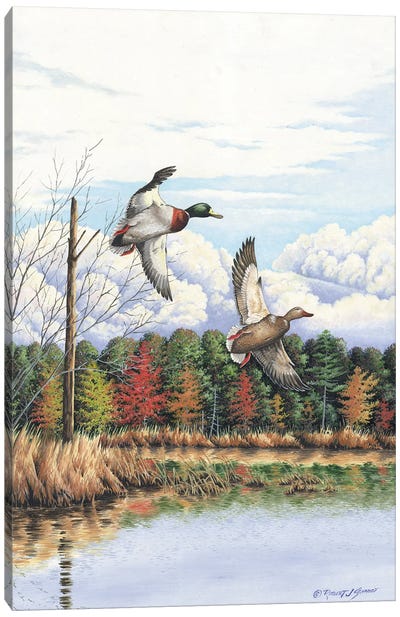 Duck II Canvas Art Print