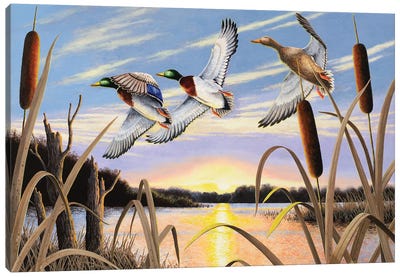 Ducks Canvas Art Print - Duck Art