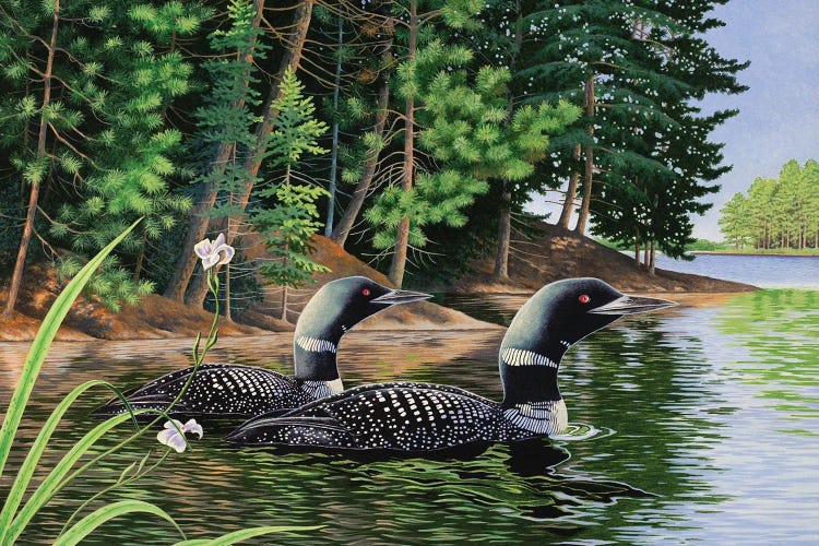 Loons by Bob Schmidt wall art