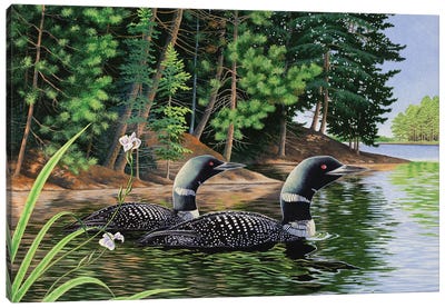 Loons Canvas Art Print - Duck Art