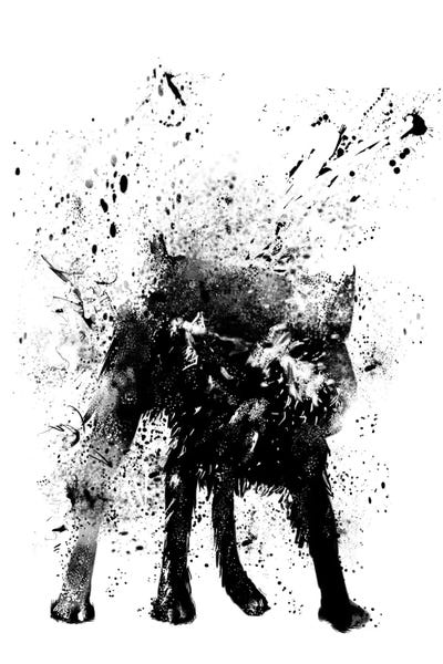 Balazs Solti: Wet Dog by Balazs Solti