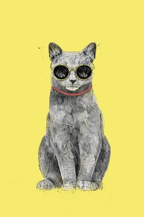 Summer Cat