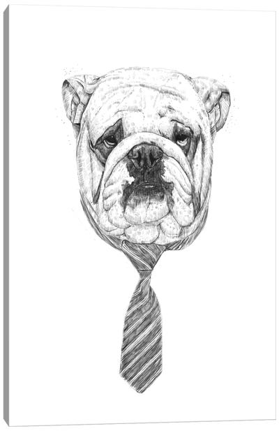 Cooldog Canvas Art Print - Bulldog Art