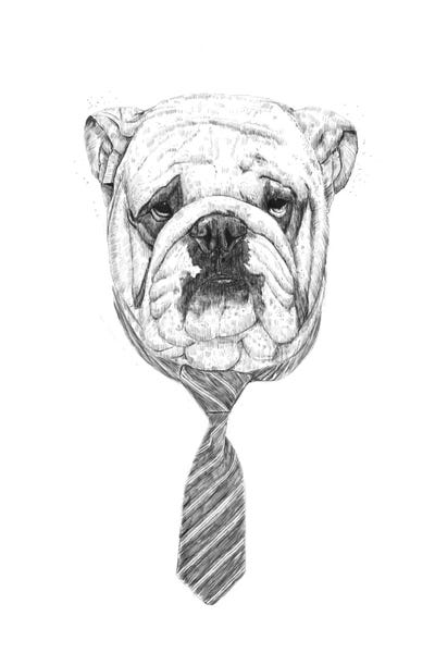 Bulldogs: Cooldog by Balazs Solti